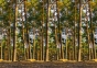 Декоративная панель Exclusive «Сосновый лес» 0
